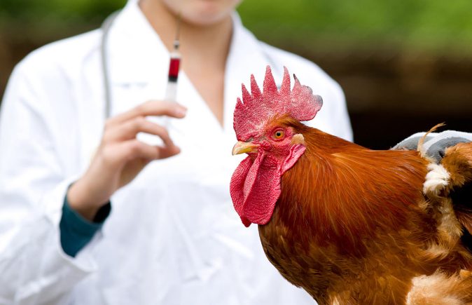 أعراض و طرق انتقال انفلونزا الطيور