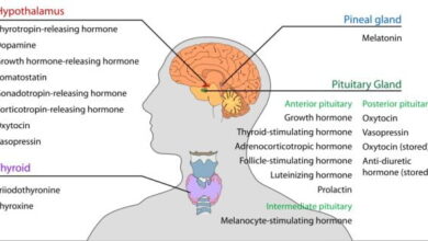 هذه هي أبرز أنواع الهرمونات في الجسم تعرفوا عليها