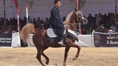 سباقات الخيول المفضلة للكثير