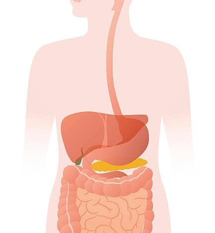 مكونات الجهاز الهضمي