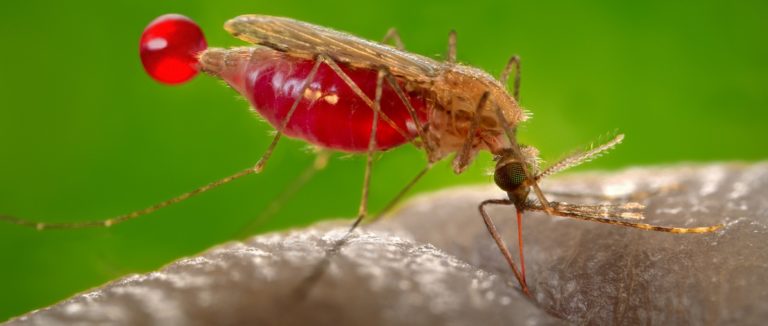مرض الملاريا.. الأسباب، أعراض، والعلاج