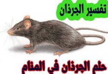 رؤية الجرذ في المنام