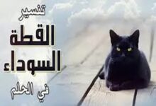 القط الأسود في المنام